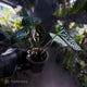 Anthurium luxurians • non-TC
