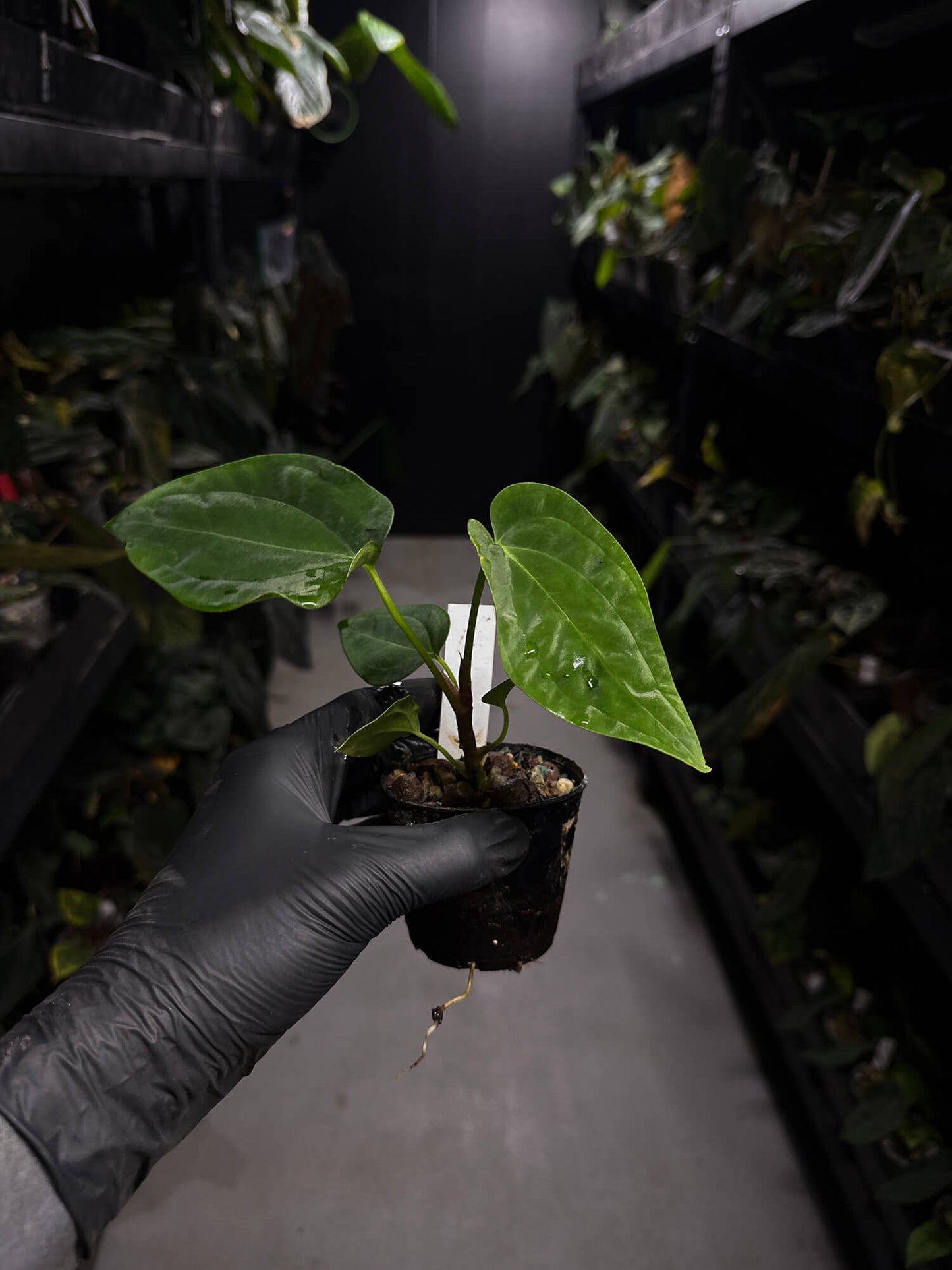 Anthurium papillilaminum 'RA6' x antolakii / 'BVEP'