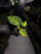 Anthurium forgetii hybrid • variegated