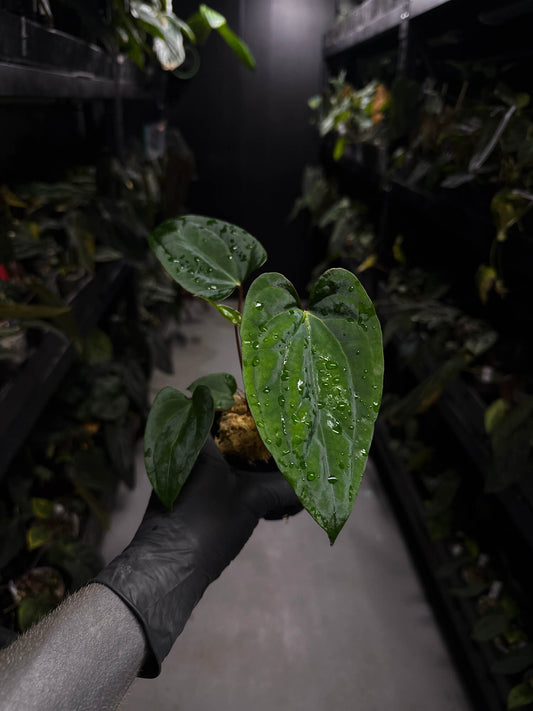 Anthurium 'Dark Phoenix' x 'RVDP'