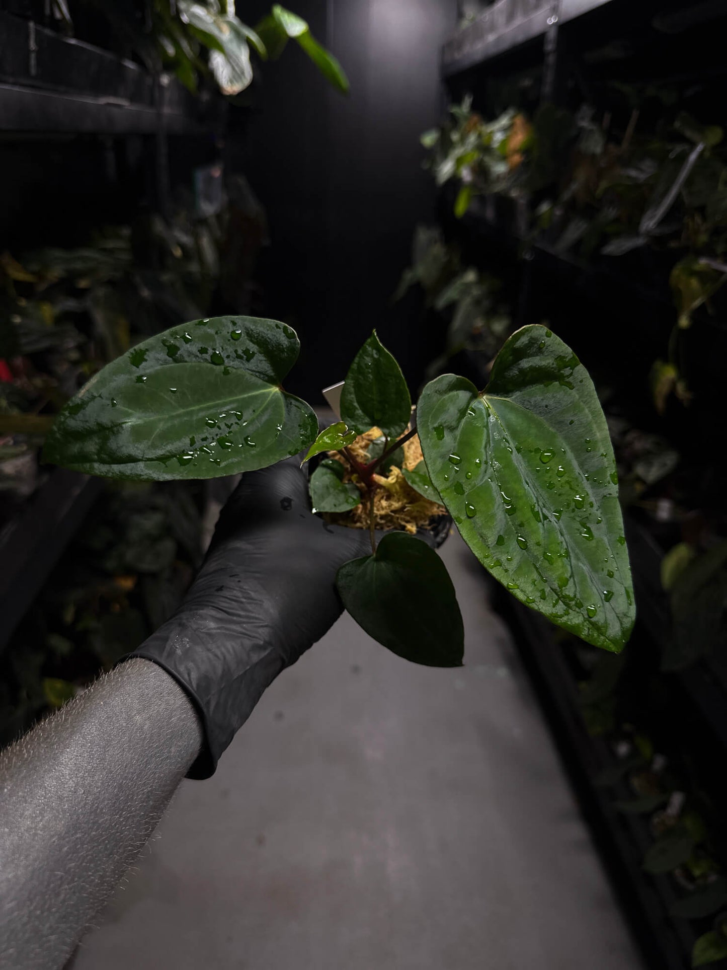 Anthurium 'Dark Phoenix' x 'RVDP'