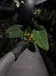 Anthurium 'Dark Phoenix' x 'RVDP'