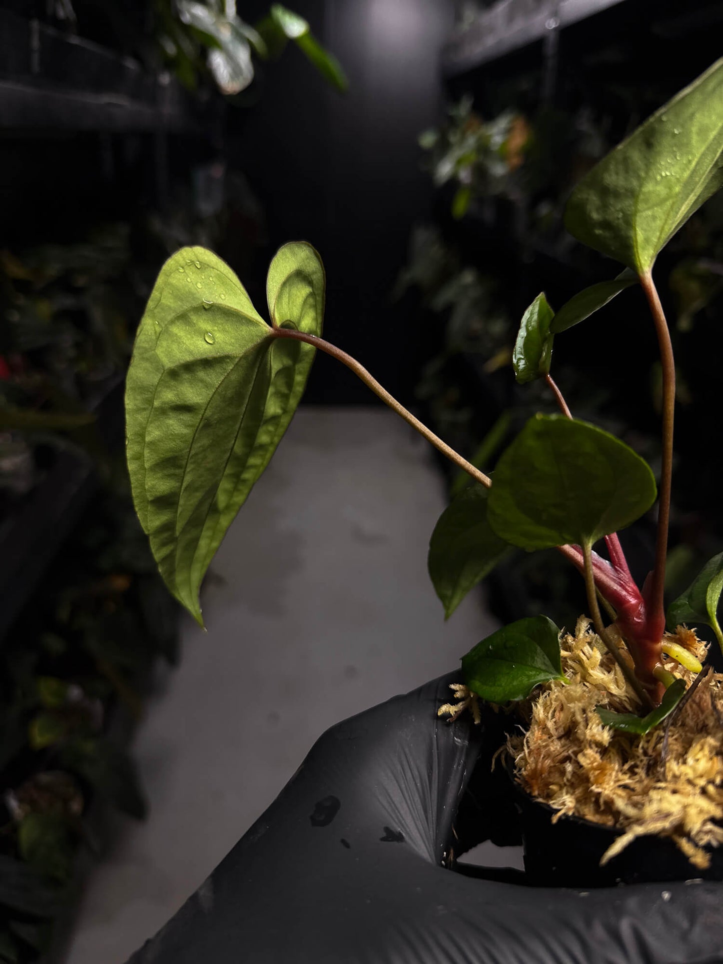 Anthurium 'Dark Phoenix' x 'RVDP'
