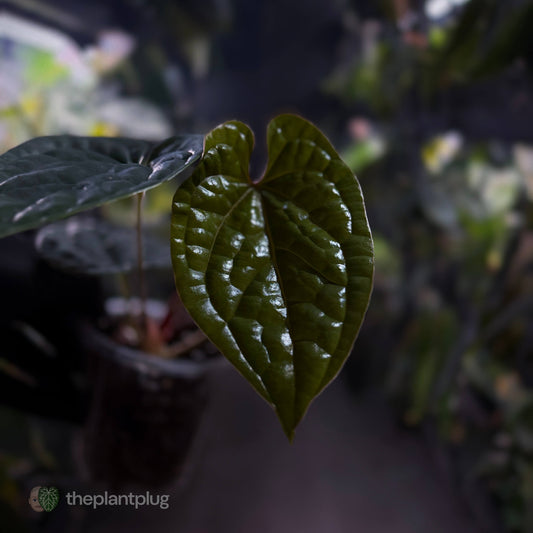 Anthurium luxurians • non-TC