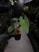 Anthurium 'Dark Phoenix' x 'RVDP'