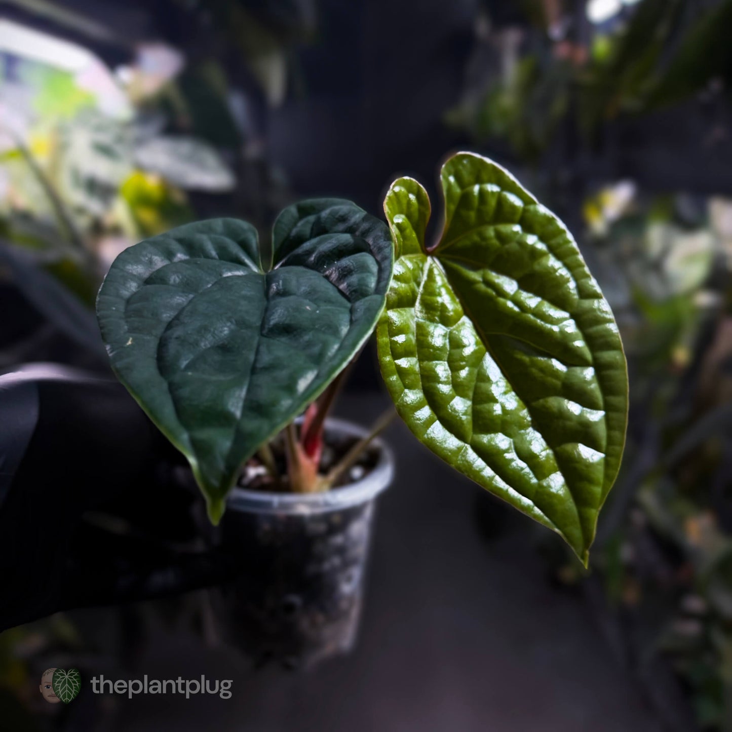 Anthurium luxurians • non-TC