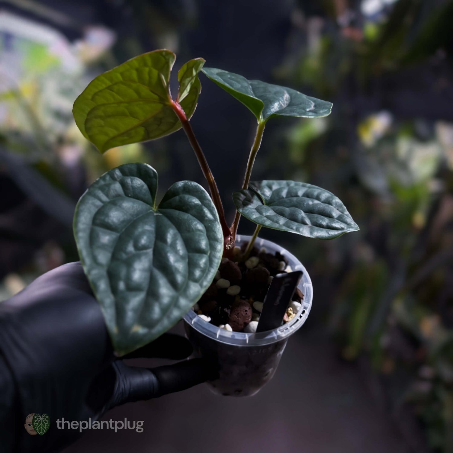 Anthurium luxurians • non-TC