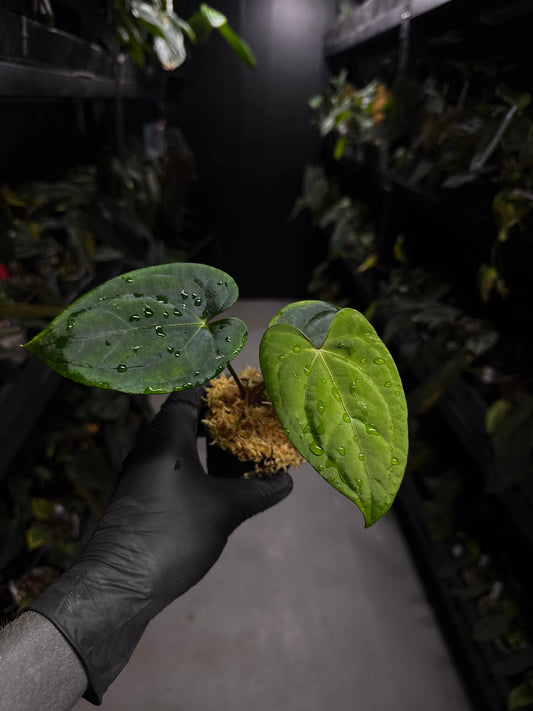 Anthurium 'Dark Phoenix' x 'RVDP'