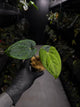 Anthurium 'Dark Phoenix' x 'RVDP'
