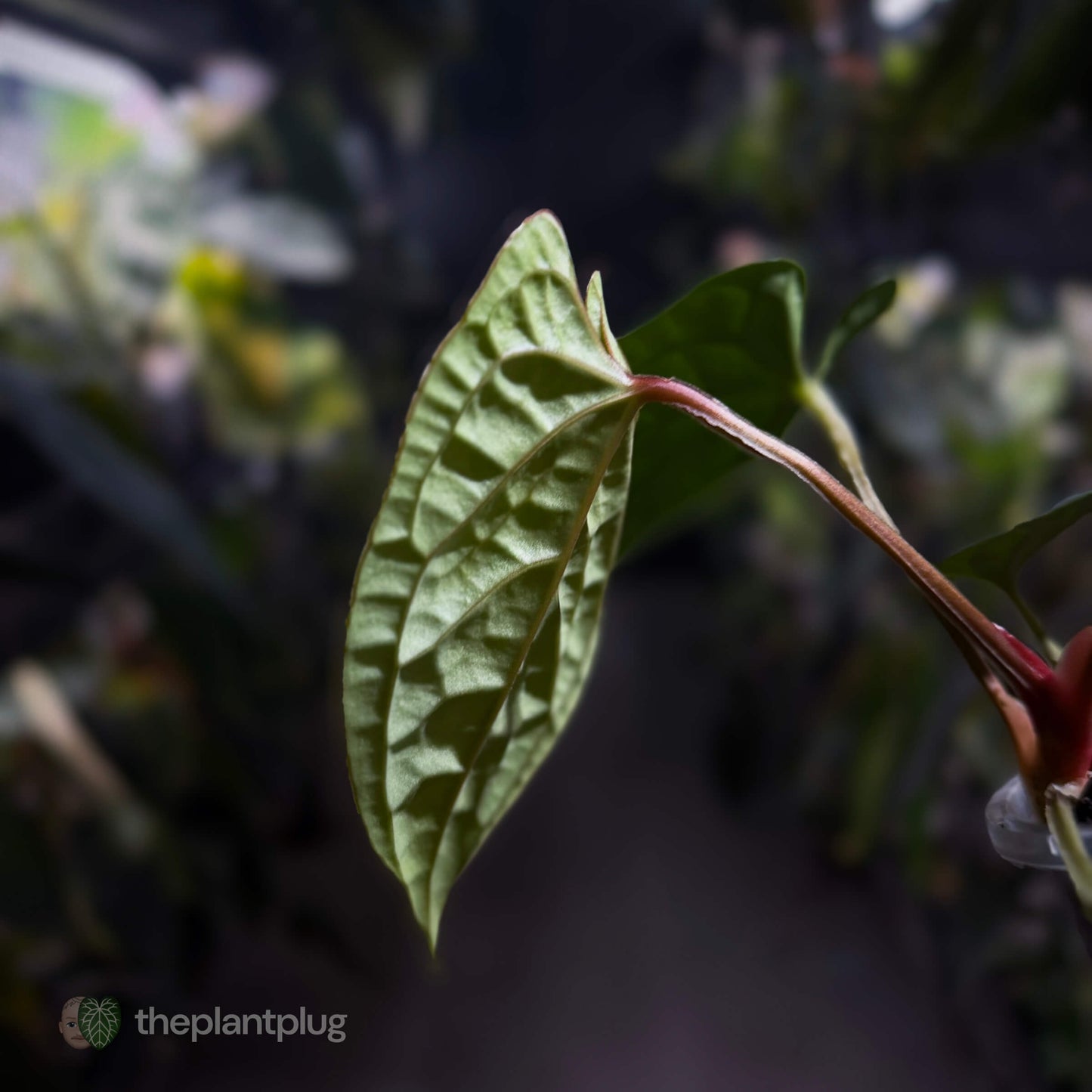 Anthurium luxurians • non-TC