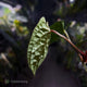 Anthurium luxurians • non-TC