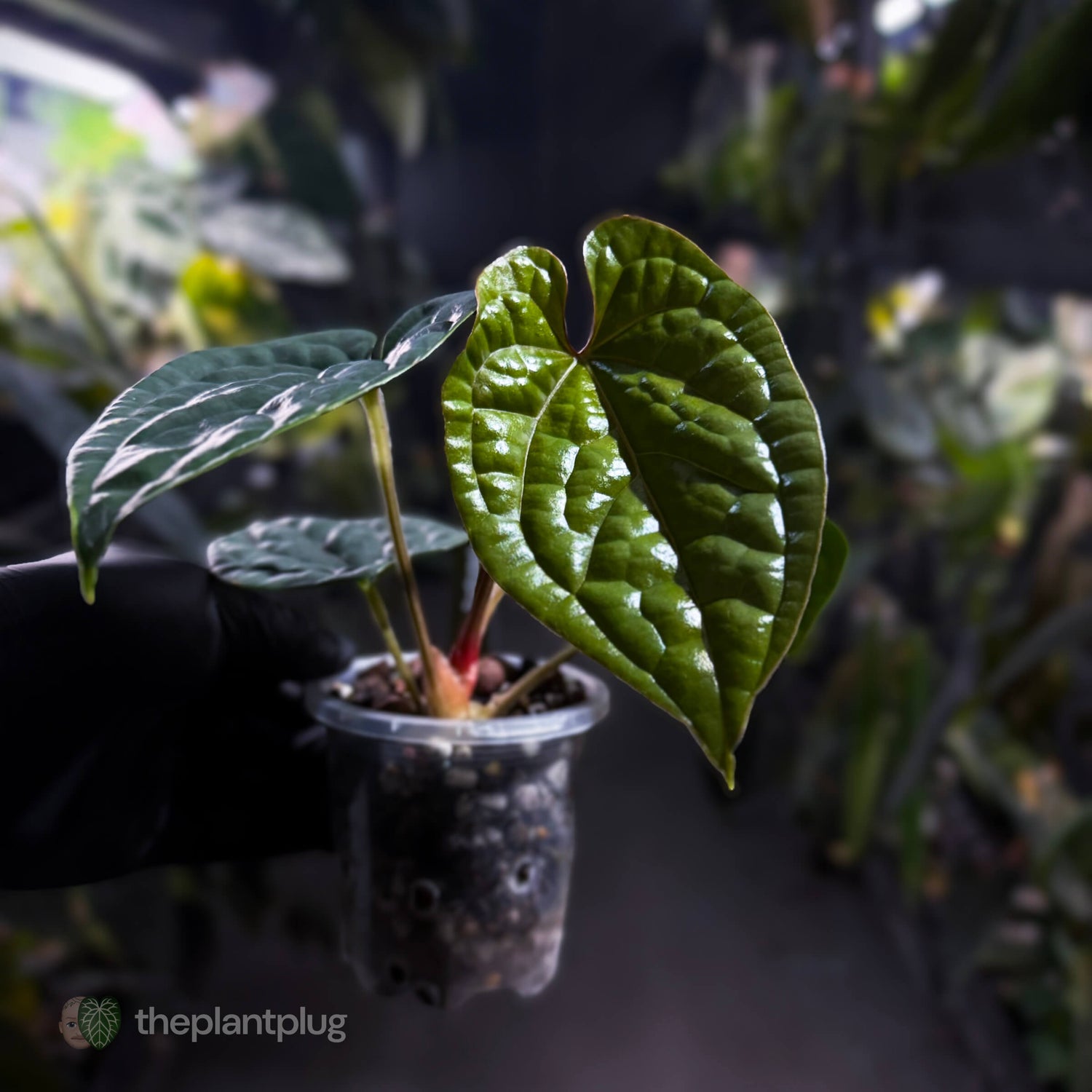 Anthurium luxurians • non-TC