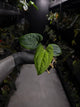 Anthurium 'Dark Phoenix' x 'RVDP'