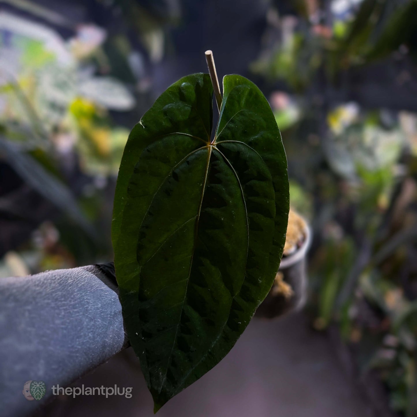 Anthurium papillilaminum x 'RVDP' • select