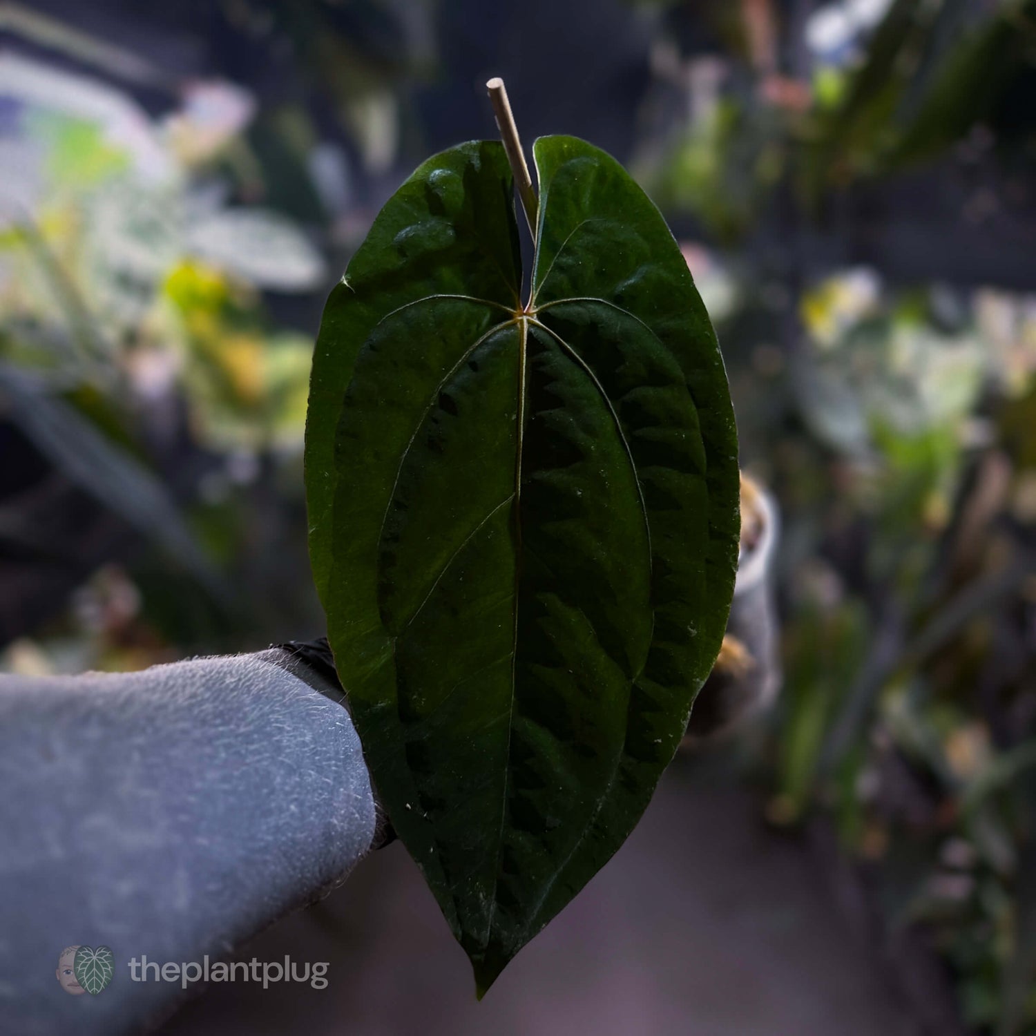 Anthurium papillilaminum x 'RVDP' • select