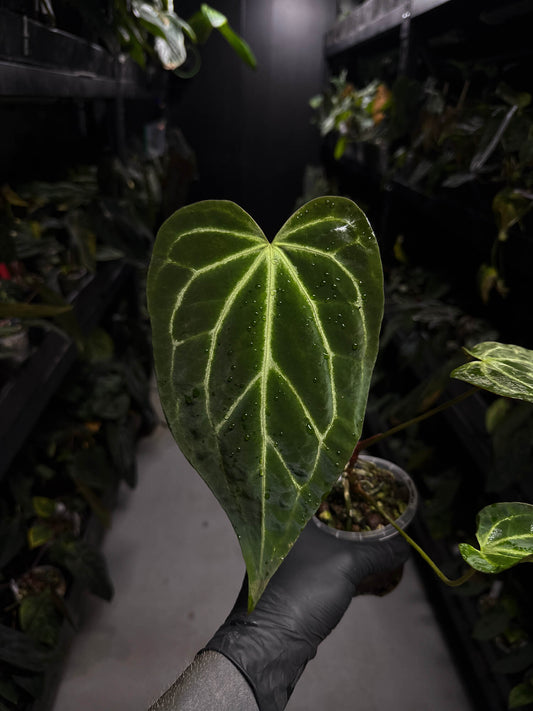 Anthurium ('Blackx' x 'Hoffx') x 'Heinz' s1