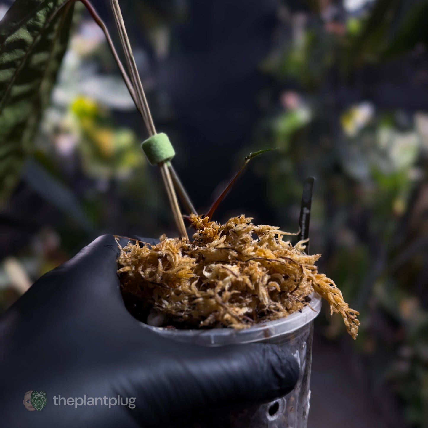 Anthurium papillilaminum x 'RVDP' • select