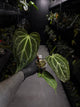 Anthurium ('Blackx' x 'Hoffx') x 'Heinz' s1