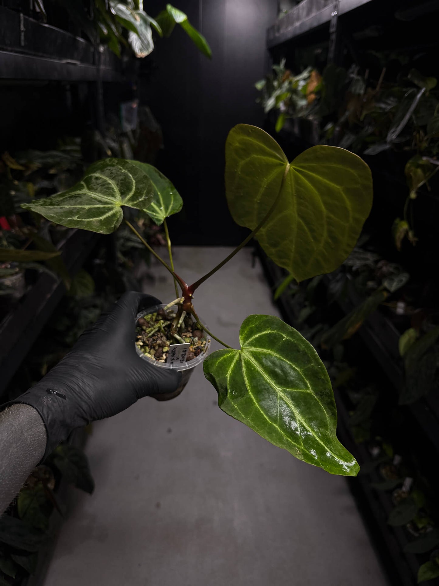 Anthurium ('Blackx' x 'Hoffx') x 'Heinz' s1