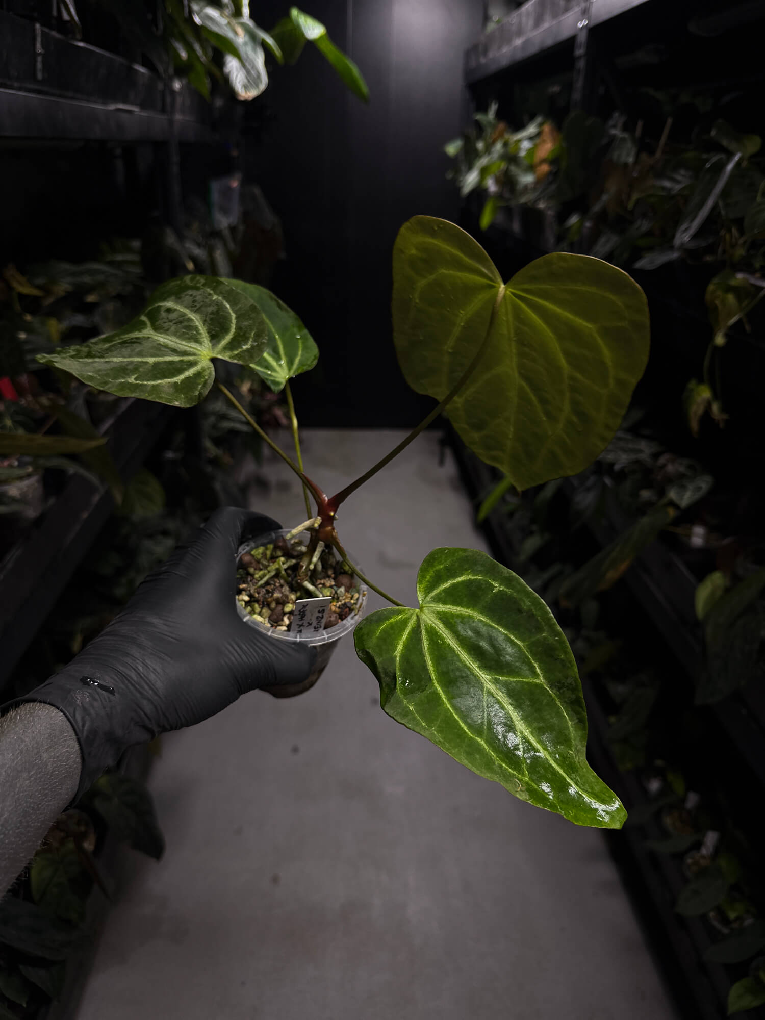 Anthurium ('Blackx' x 'Hoffx') x 'Heinz' s1