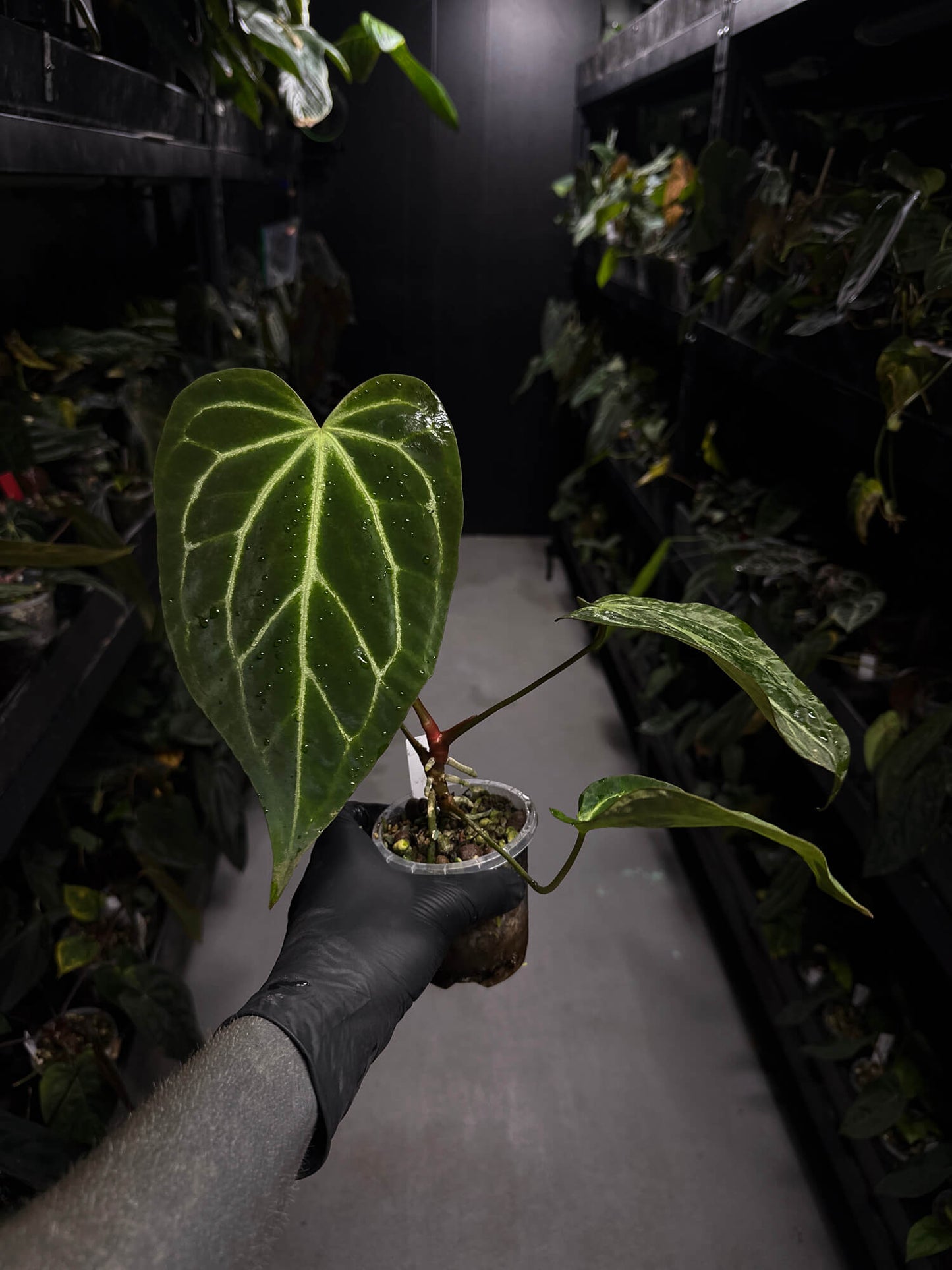 Anthurium ('Blackx' x 'Hoffx') x 'Heinz' s1