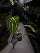 Anthurium ('Blackx' x 'Hoffx') x 'Heinz' s1