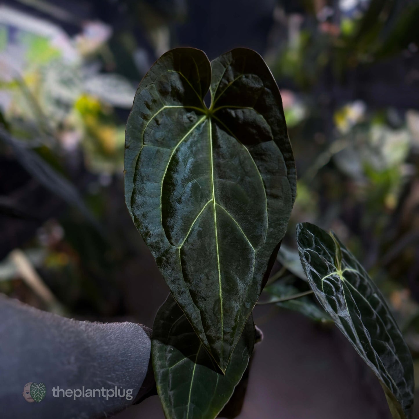 Anthurium forgetii hybrid x besseae aff 'Elektra' ⚡