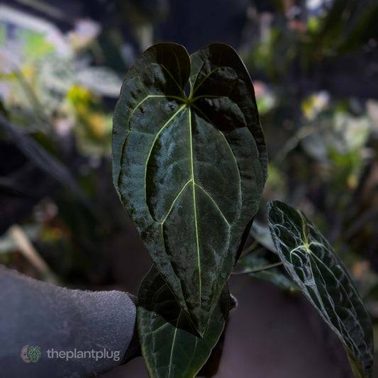 Anthurium forgetii hybrid x besseae aff 'Elektra' ⚡