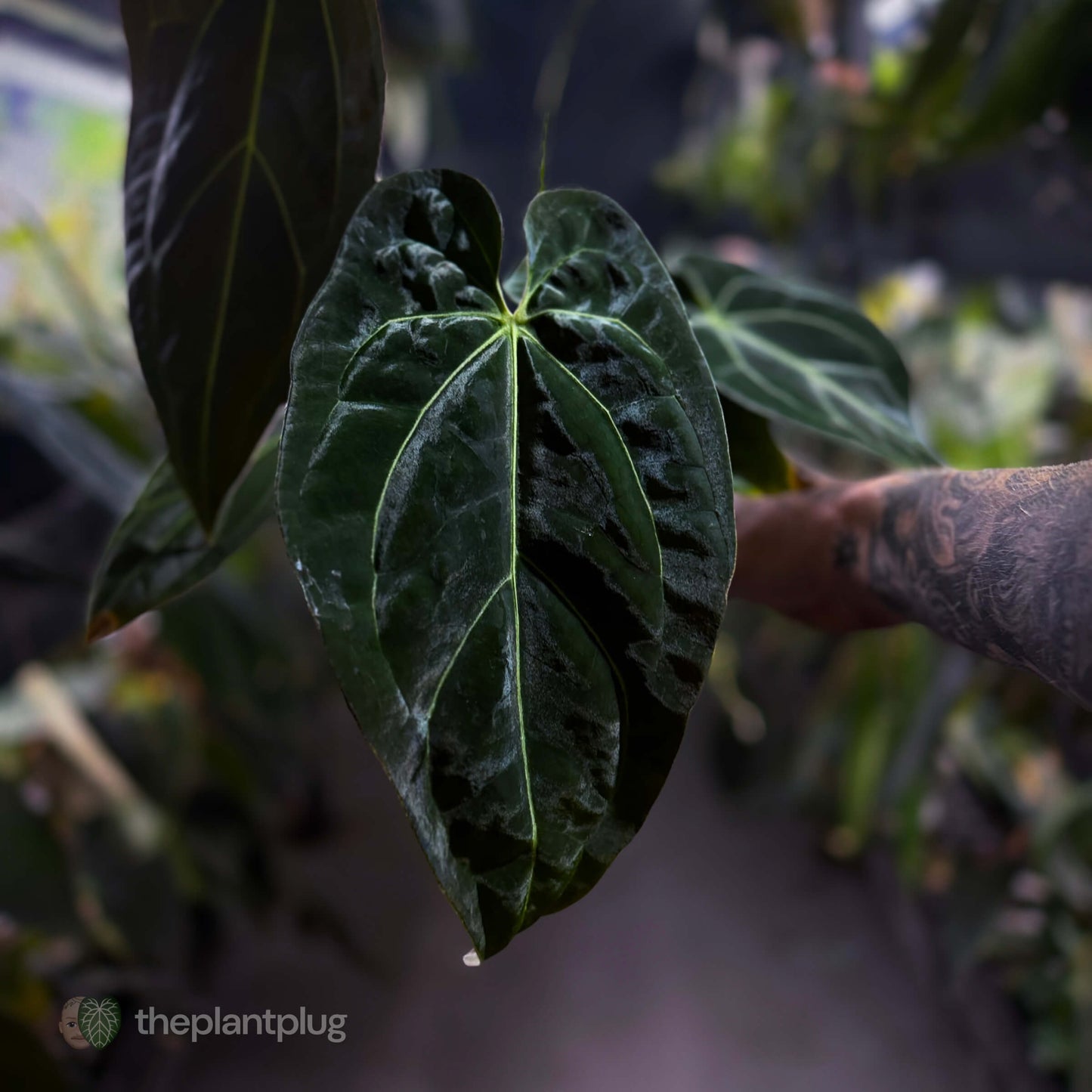Anthurium forgetii hybrid x besseae aff 'Elektra' ⚡