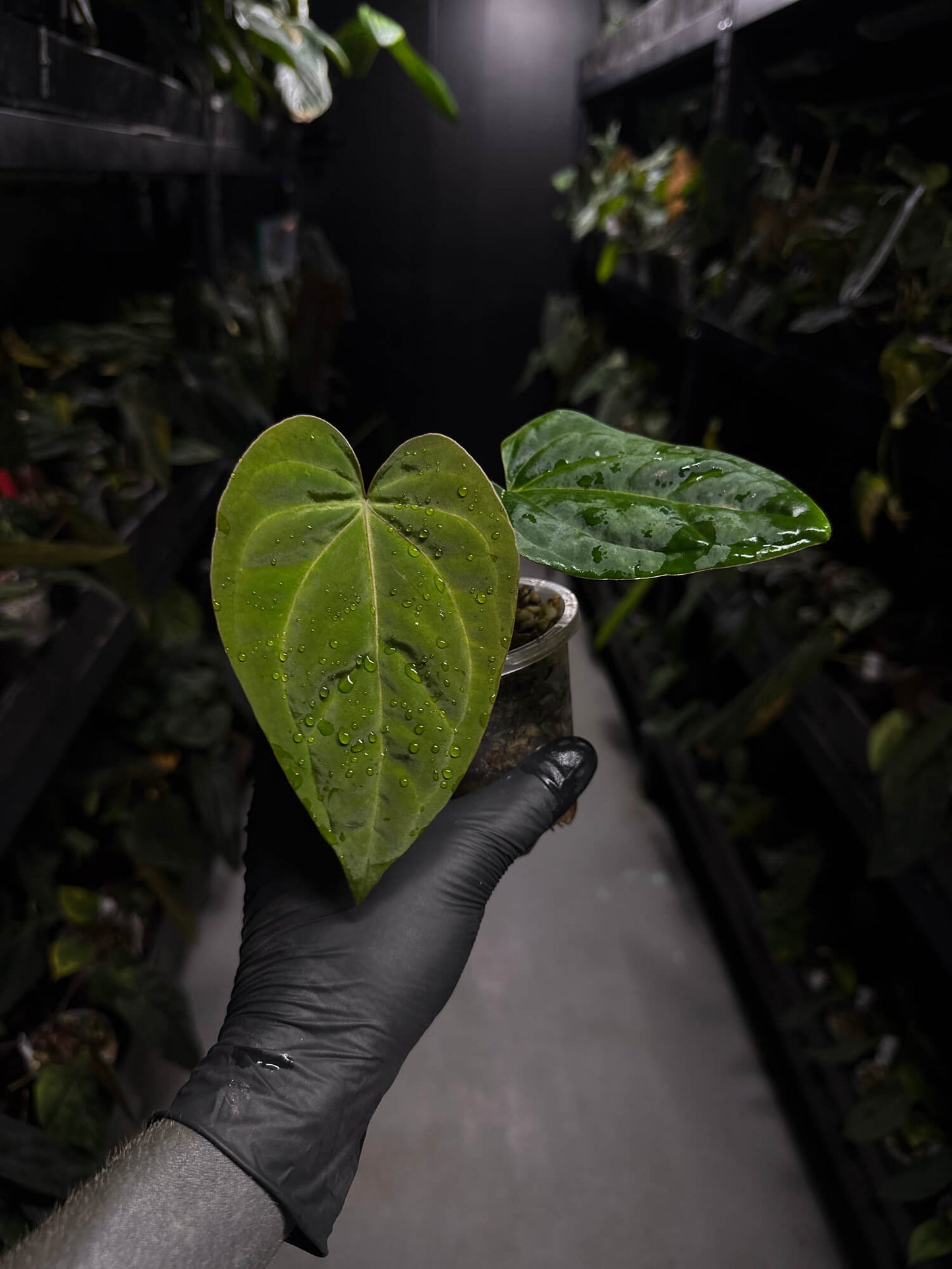 anthurium (dressleri 'RG' f2 x carlablackiae) x kunayalense 'RA7'