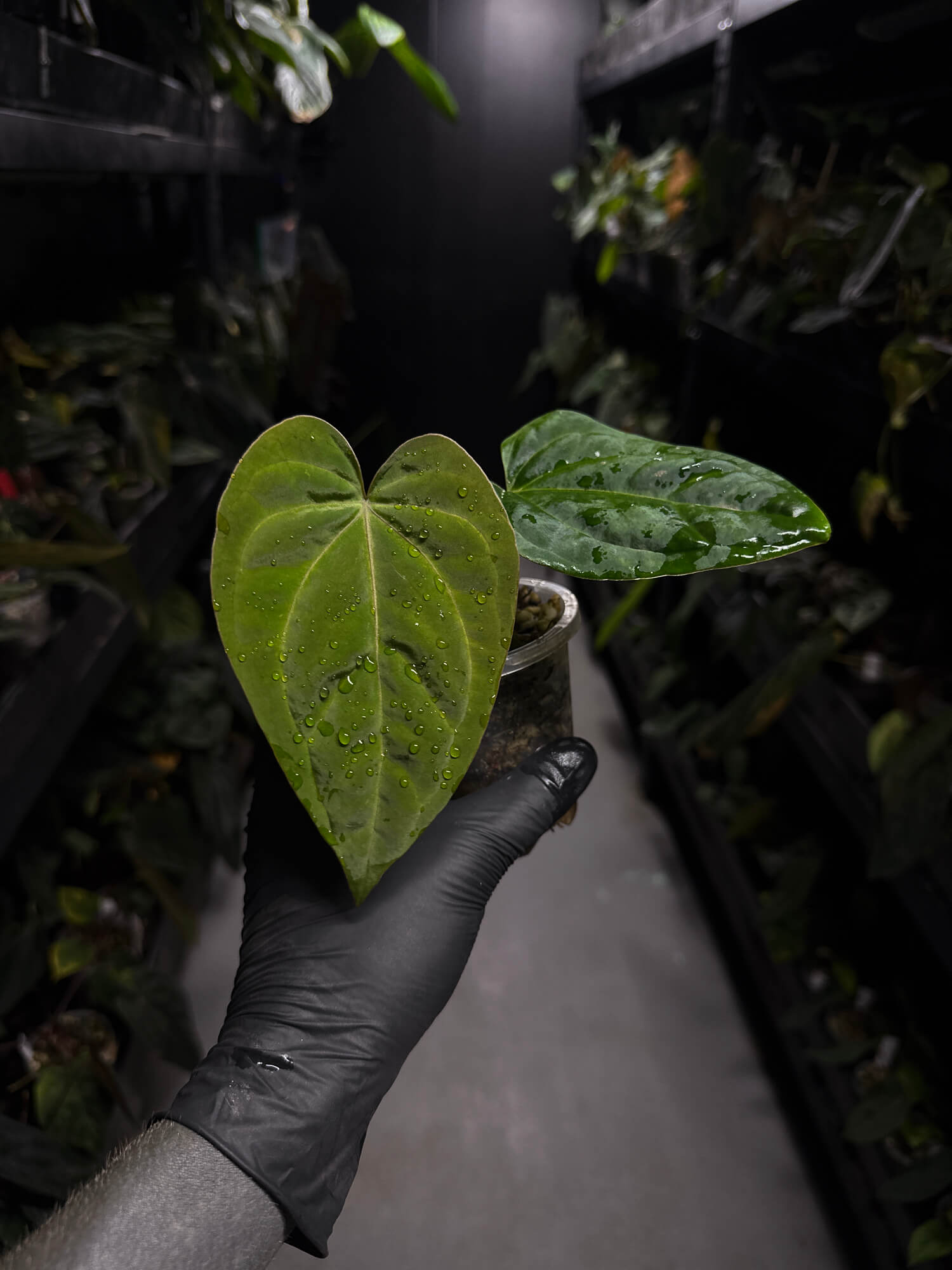 anthurium (dressleri 'RG' f2 x carlablackiae) x kunayalense 'RA7'