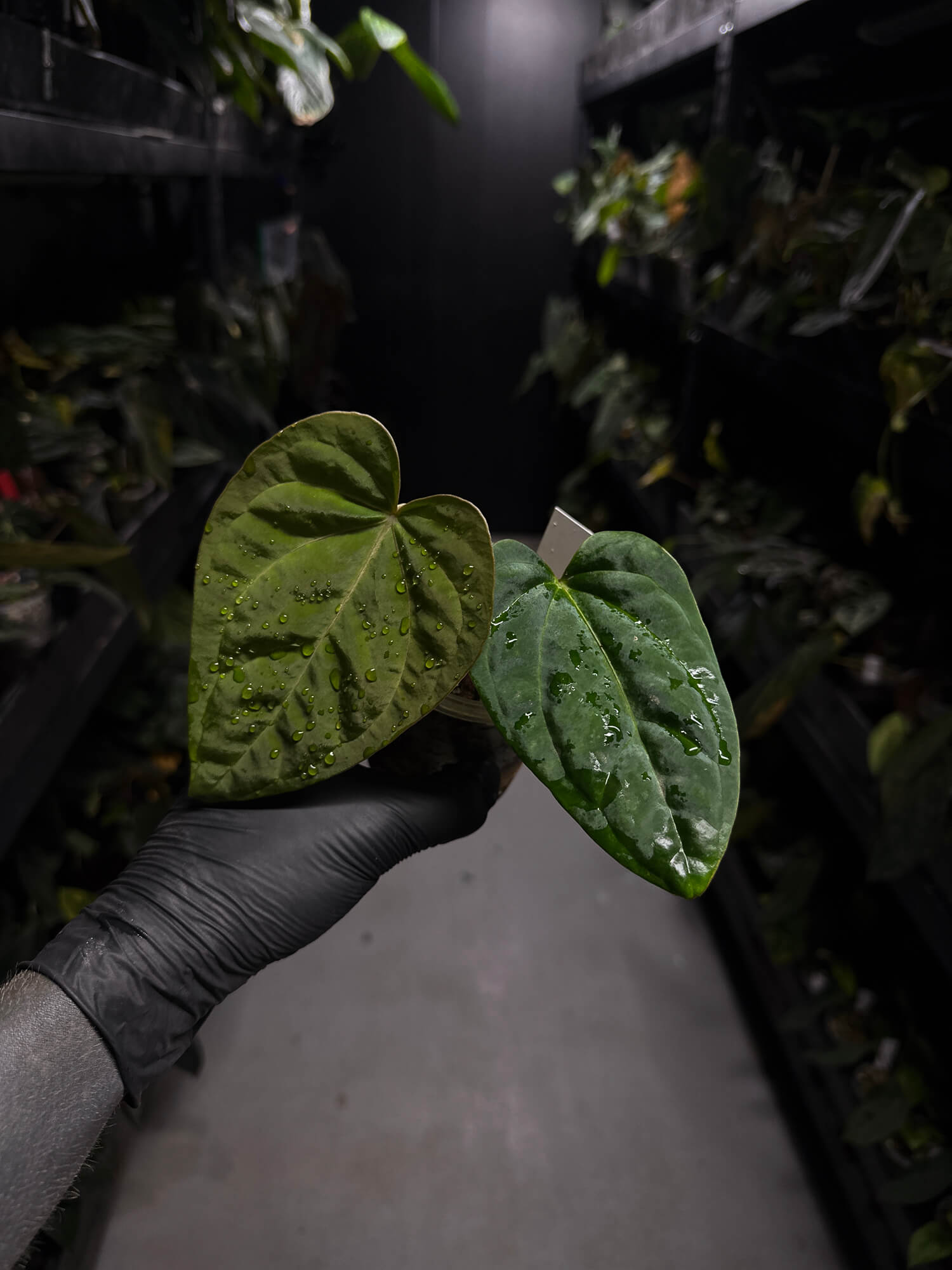 anthurium (dressleri 'RG' f2 x carlablackiae) x kunayalense 'RA7'