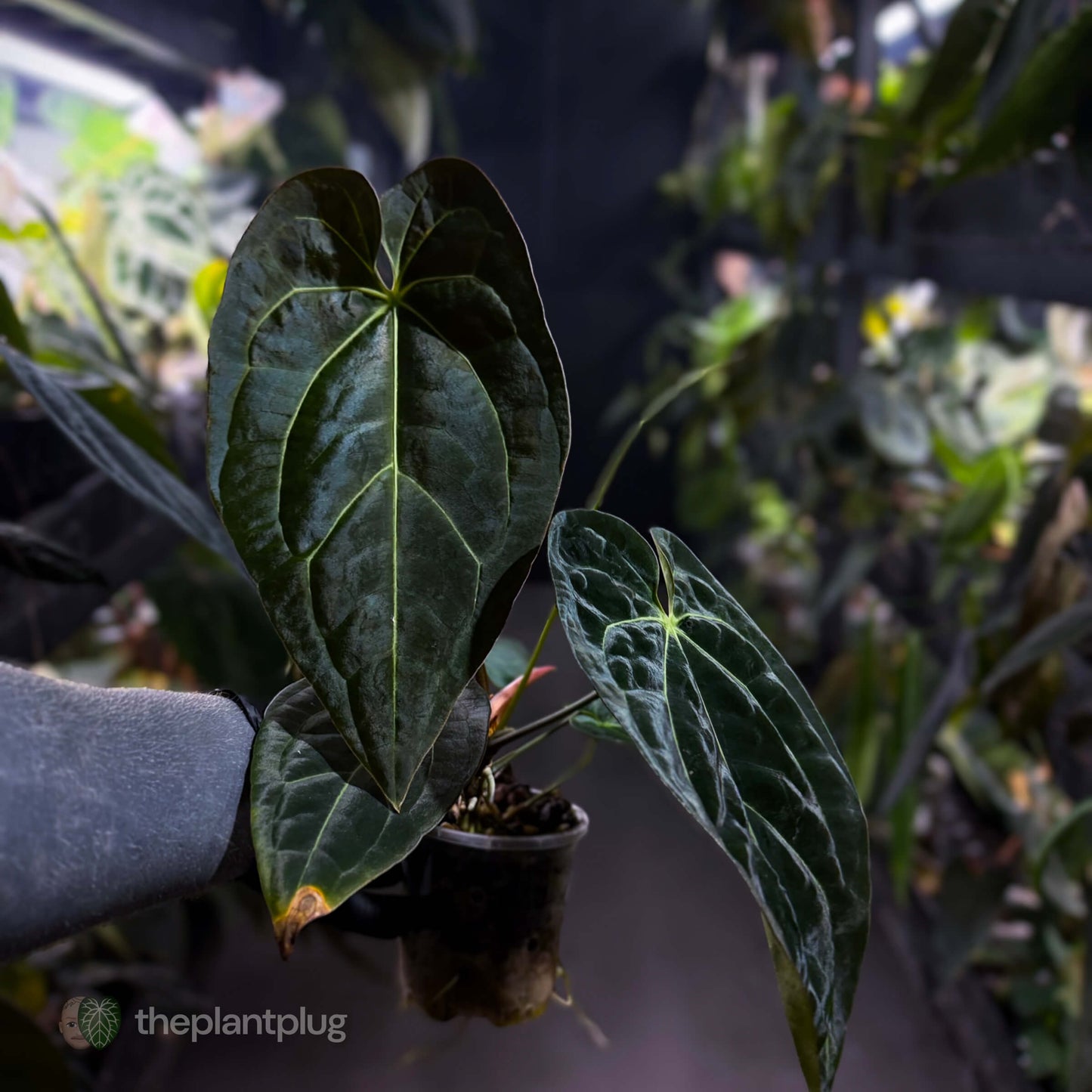 Anthurium forgetii hybrid x besseae aff 'Elektra' ⚡