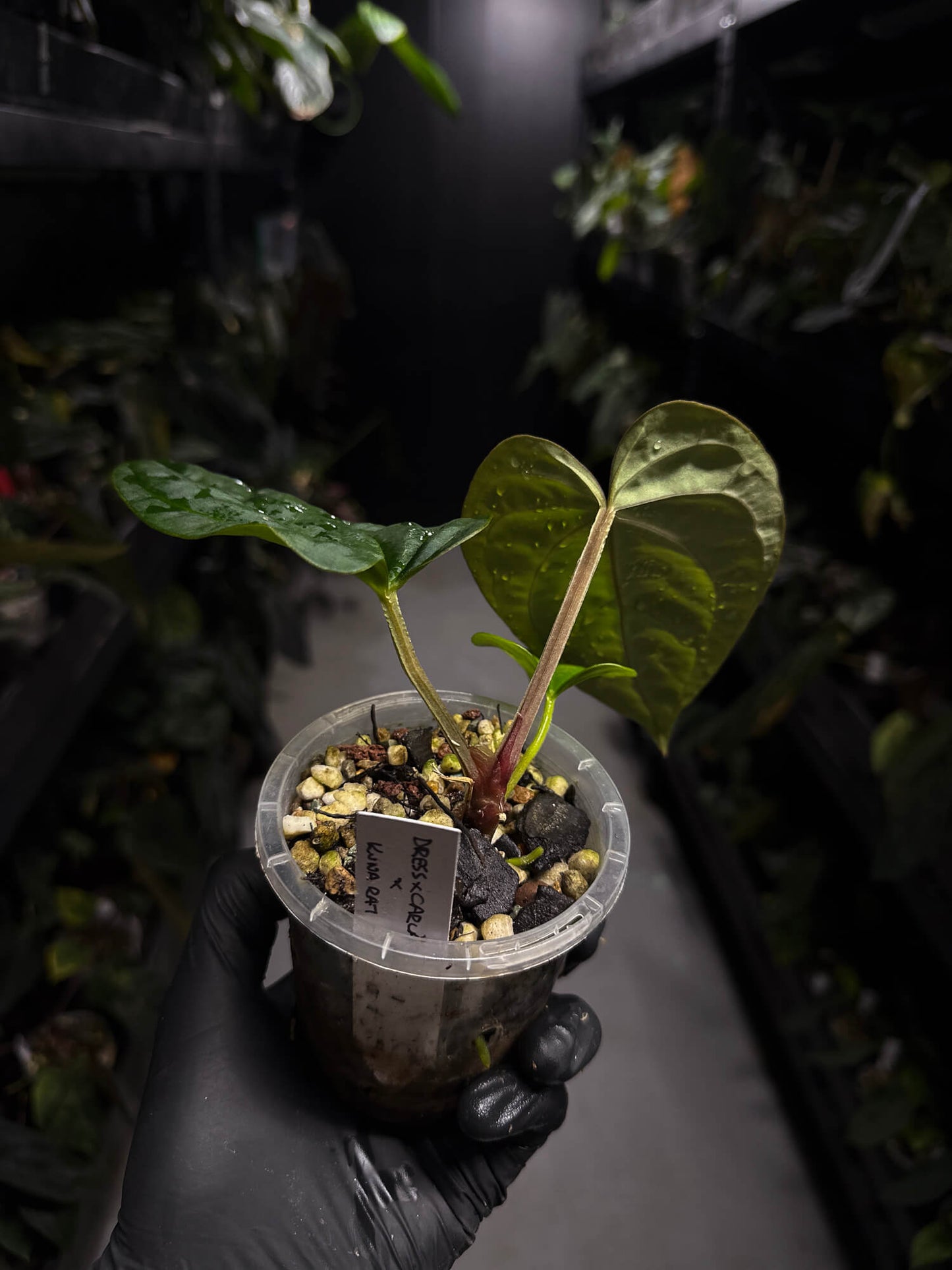 anthurium (dressleri 'RG' f2 x carlablackiae) x kunayalense 'RA7'