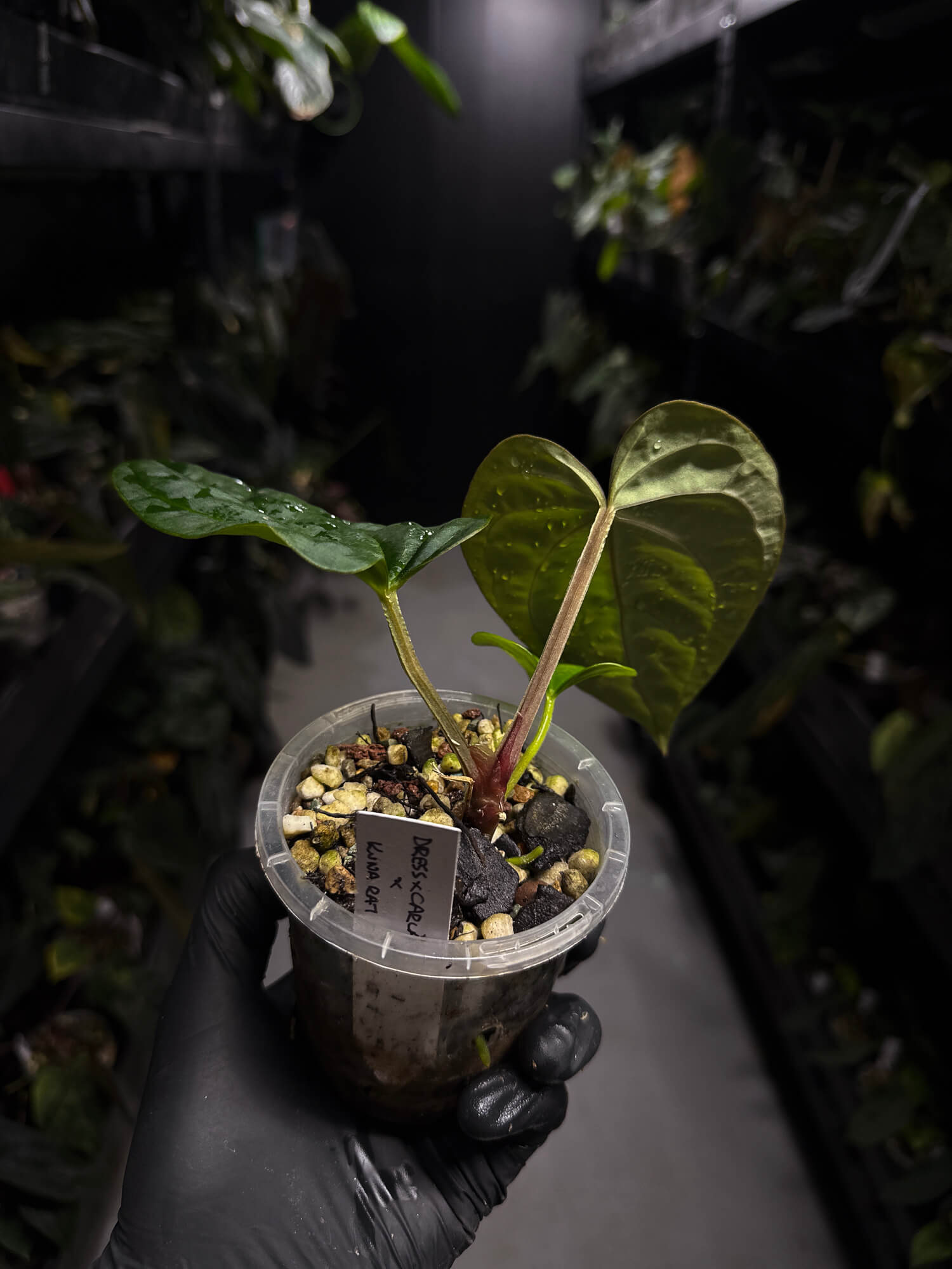 anthurium (dressleri 'RG' f2 x carlablackiae) x kunayalense 'RA7'