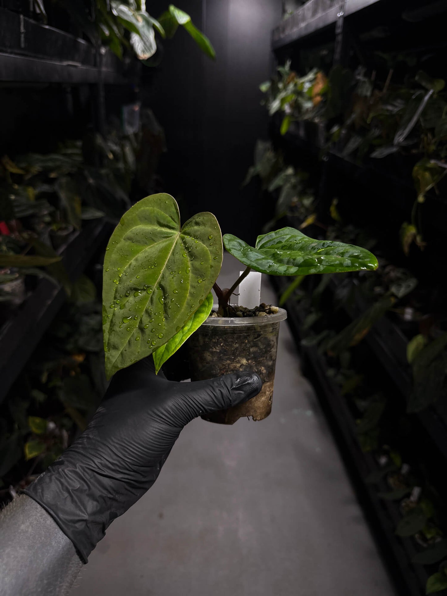 anthurium (dressleri 'RG' f2 x carlablackiae) x kunayalense 'RA7'