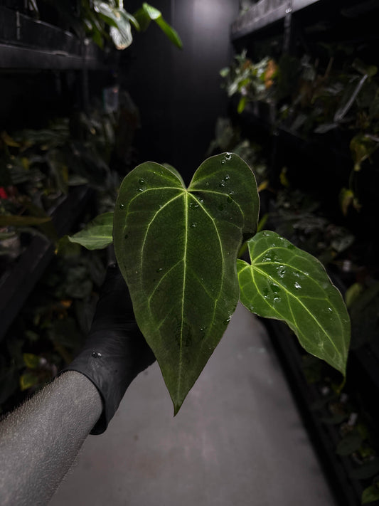 Anthurium ('Blackx' x 'Hoffx') x 'Heinz' s1
