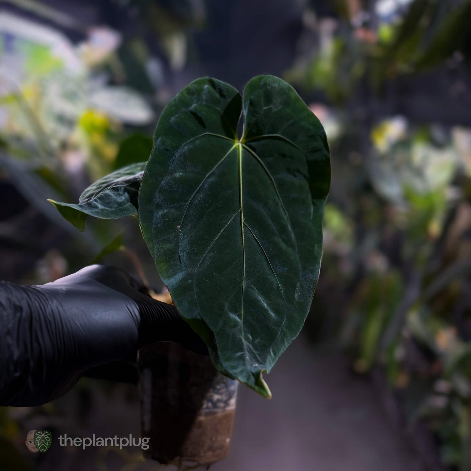 Anthurium ('Midnight Velvet' x pap) x kunayalense