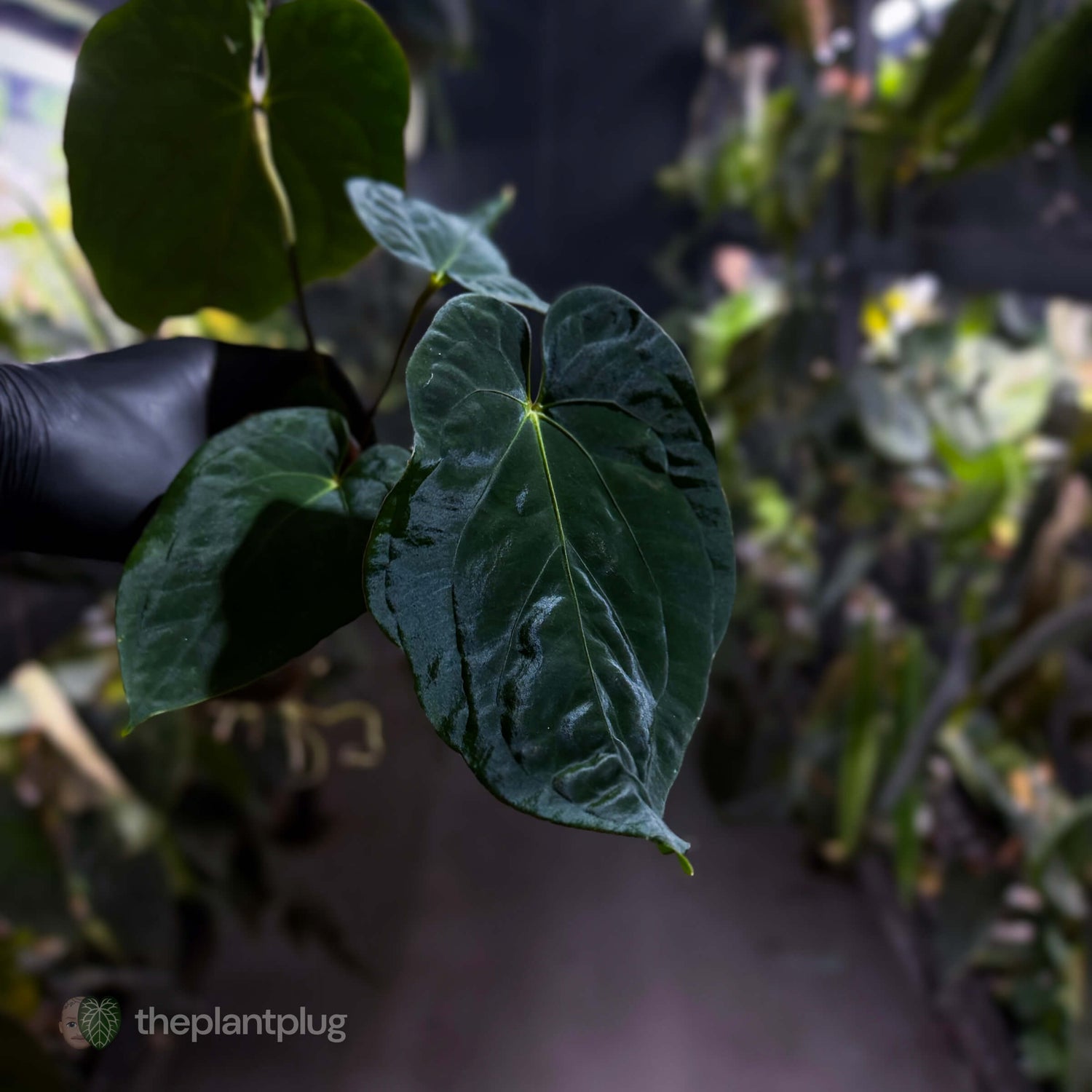 Anthurium ('Midnight Velvet' x pap) x kunayalense