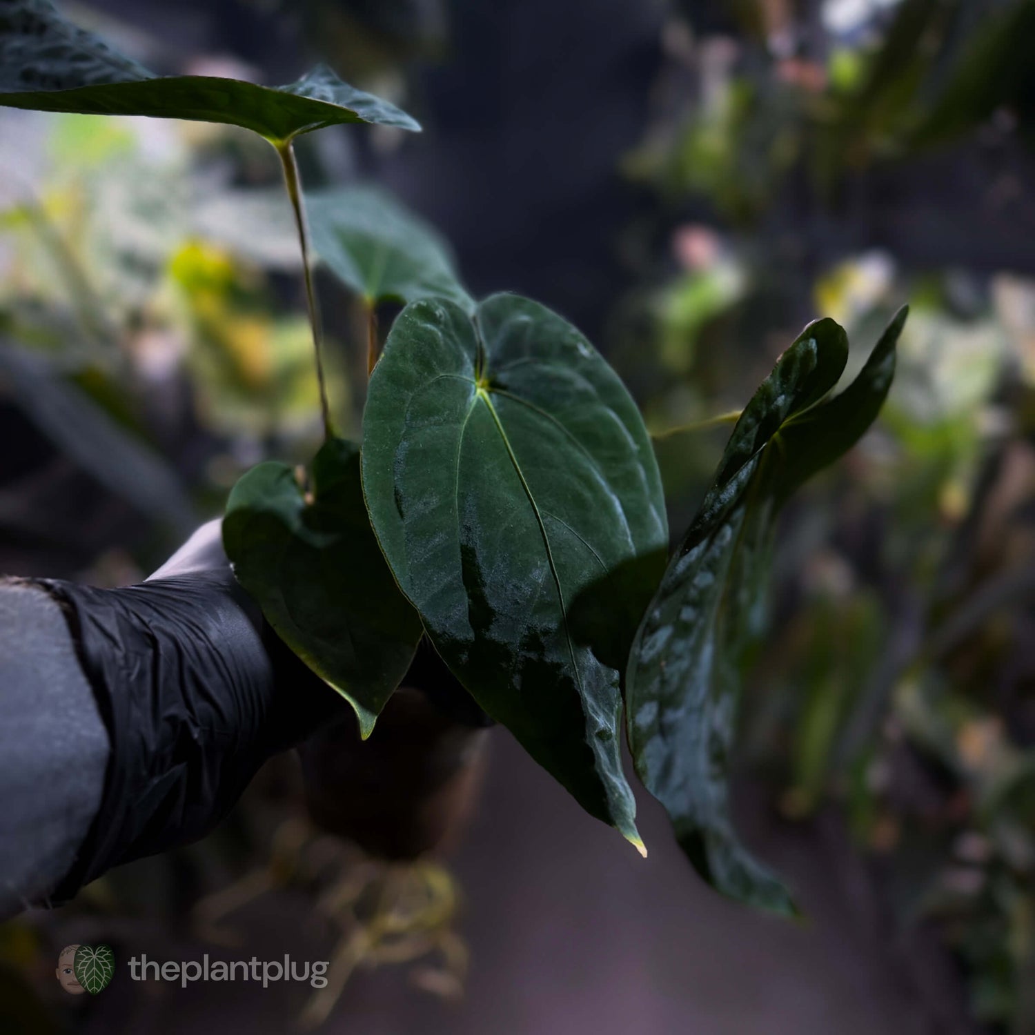 Anthurium ('Midnight Velvet' x pap) x kunayalense