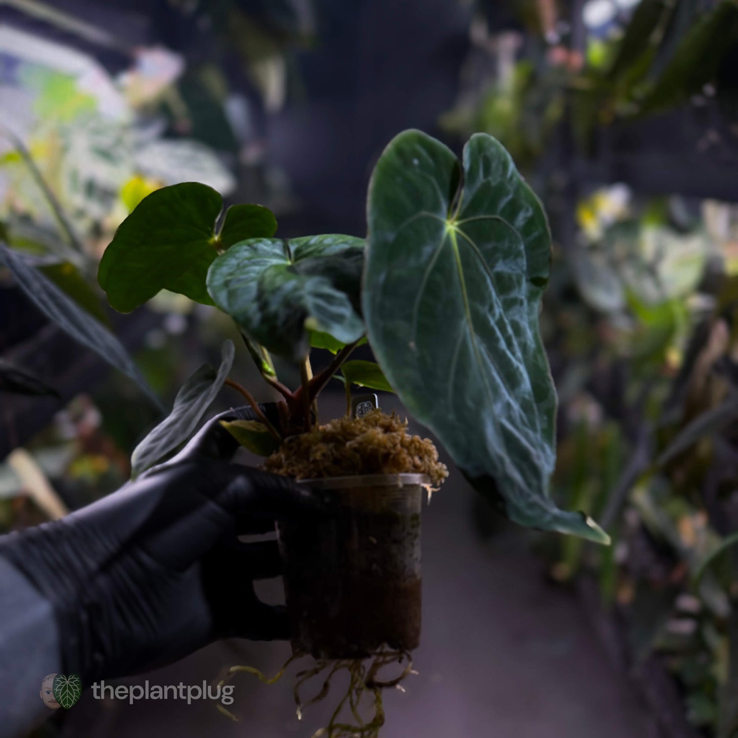 Anthurium ('Midnight Velvet' x pap) x kunayalense