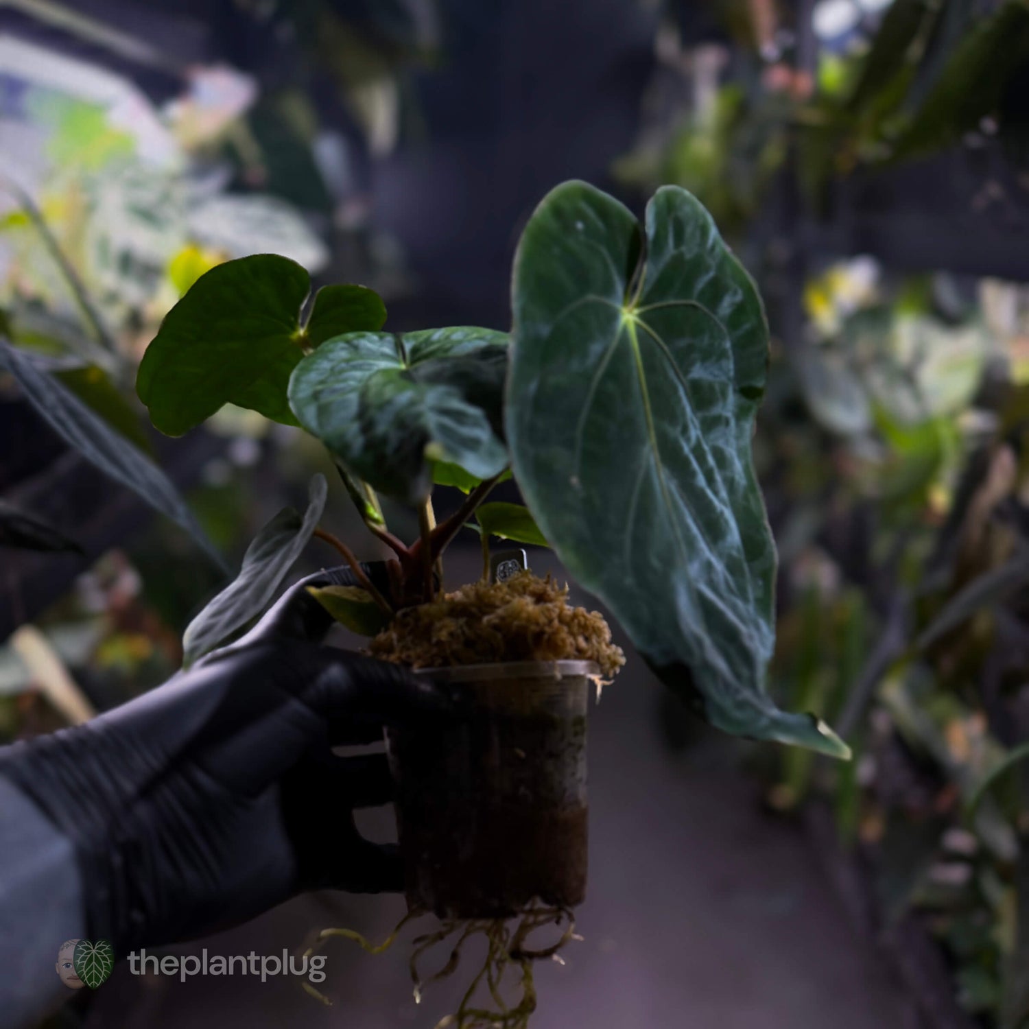 Anthurium ('Midnight Velvet' x pap) x kunayalense
