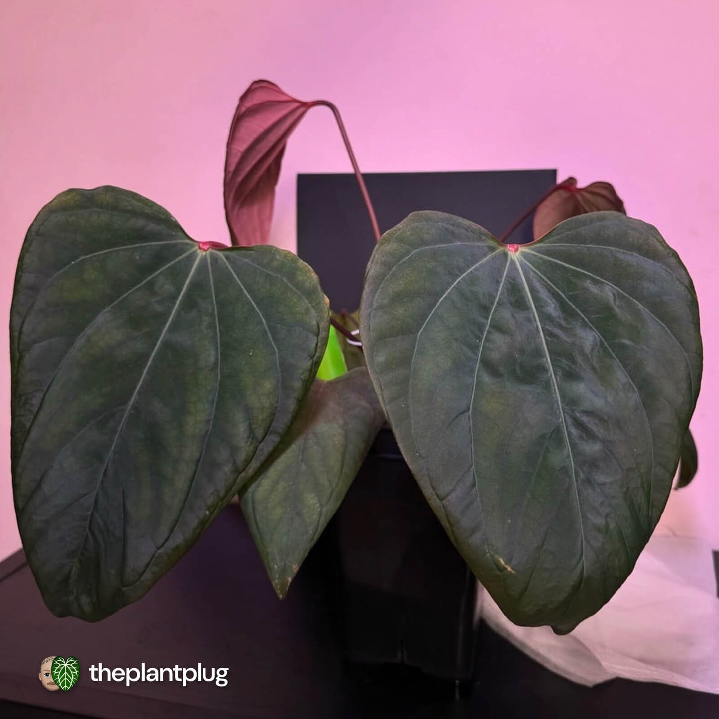 Anthurium 'Dorito Port' s2 🔻