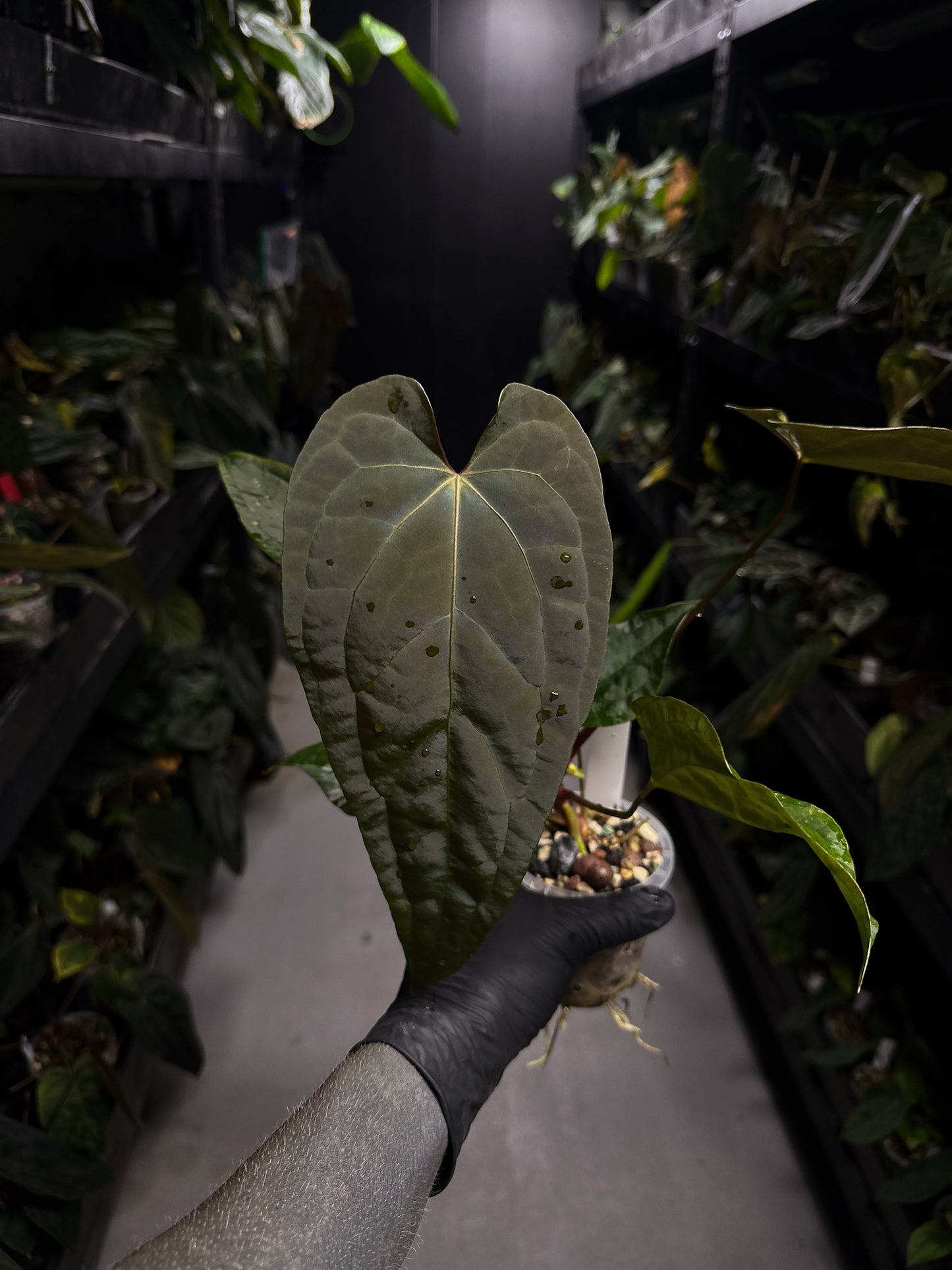 Anthurium #Moloch