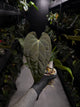 Anthurium #Moloch