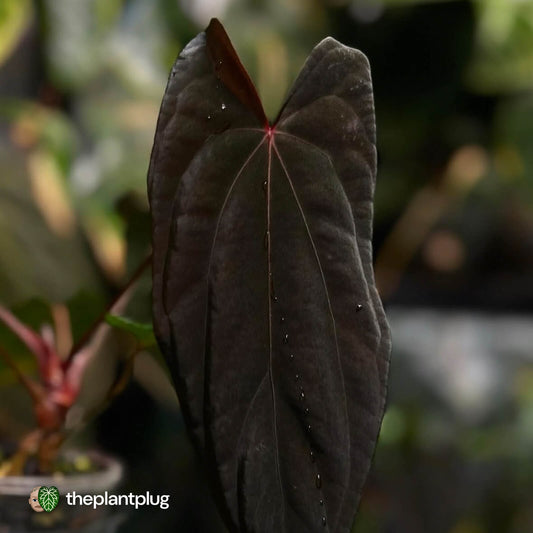 Anthurium 'Midnight Velvet' 'OG Clone' 🦄