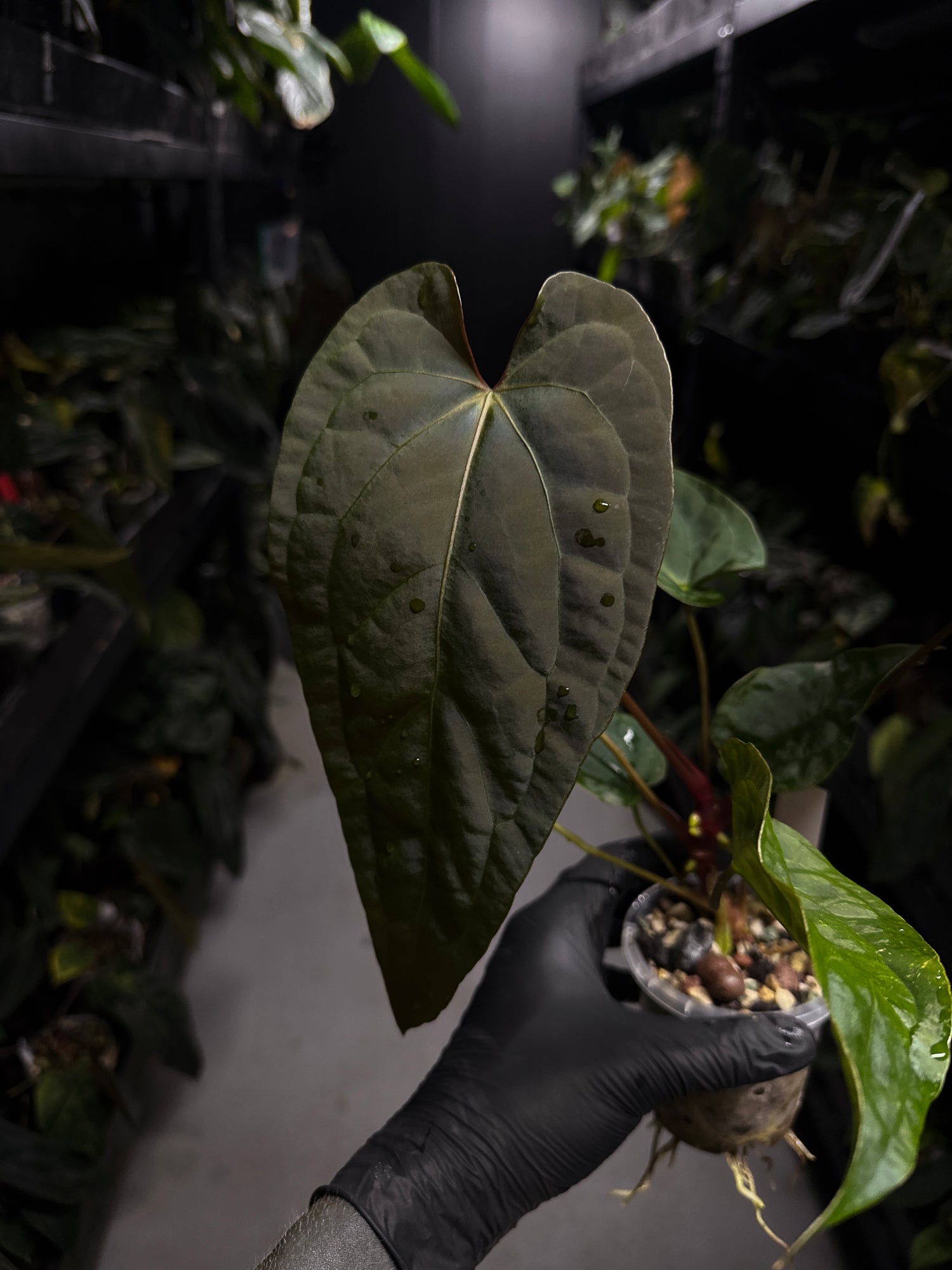 Anthurium #Moloch