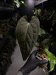 Anthurium #Moloch