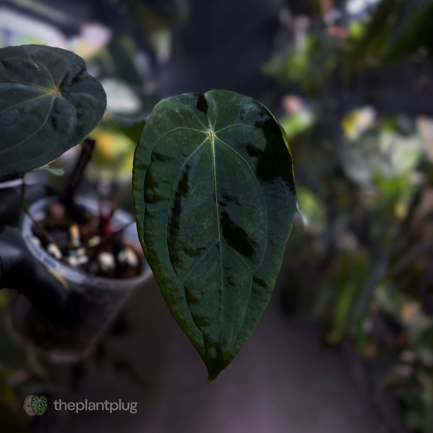 Anthurium forgetii x (antolakii ‘round’ x ‘RA1’)