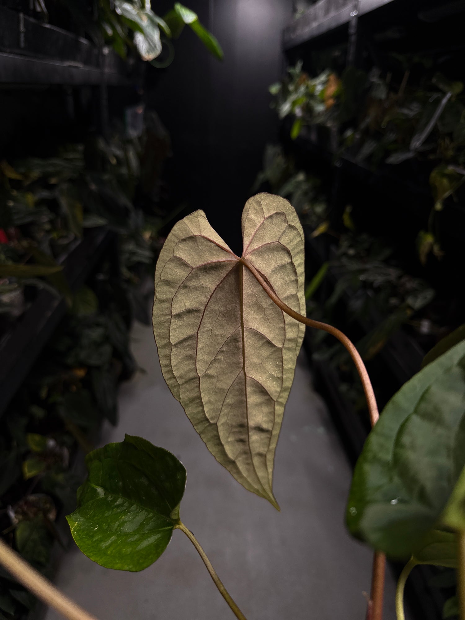 Anthurium #Moloch